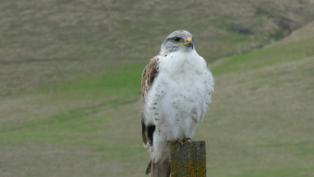 Ferruginous Hawk - ML613781871