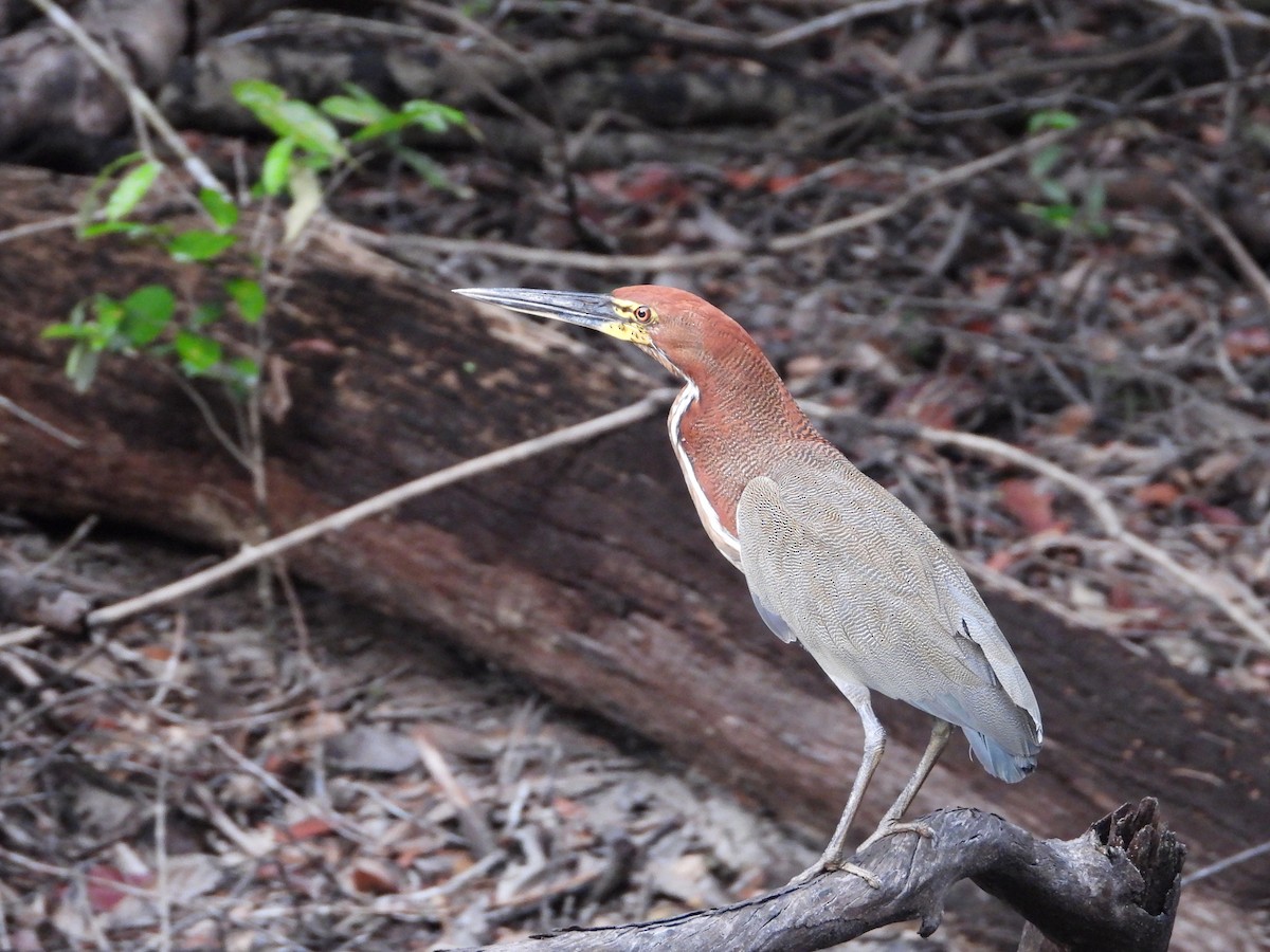 Rufescent Tiger-Heron - Maddie  Pearson