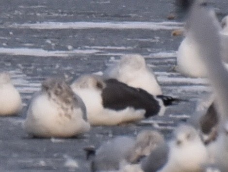 Lesser Black-backed Gull - ML613781962