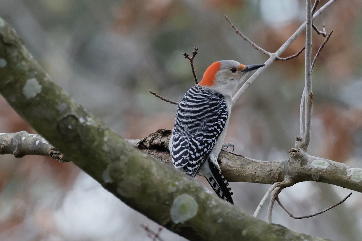 Red-bellied Woodpecker - ML613781975