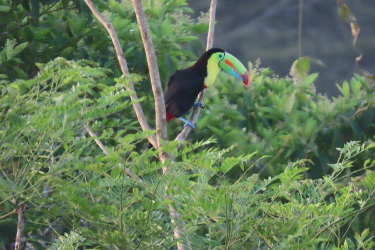 Keel-billed Toucan - ML613781976