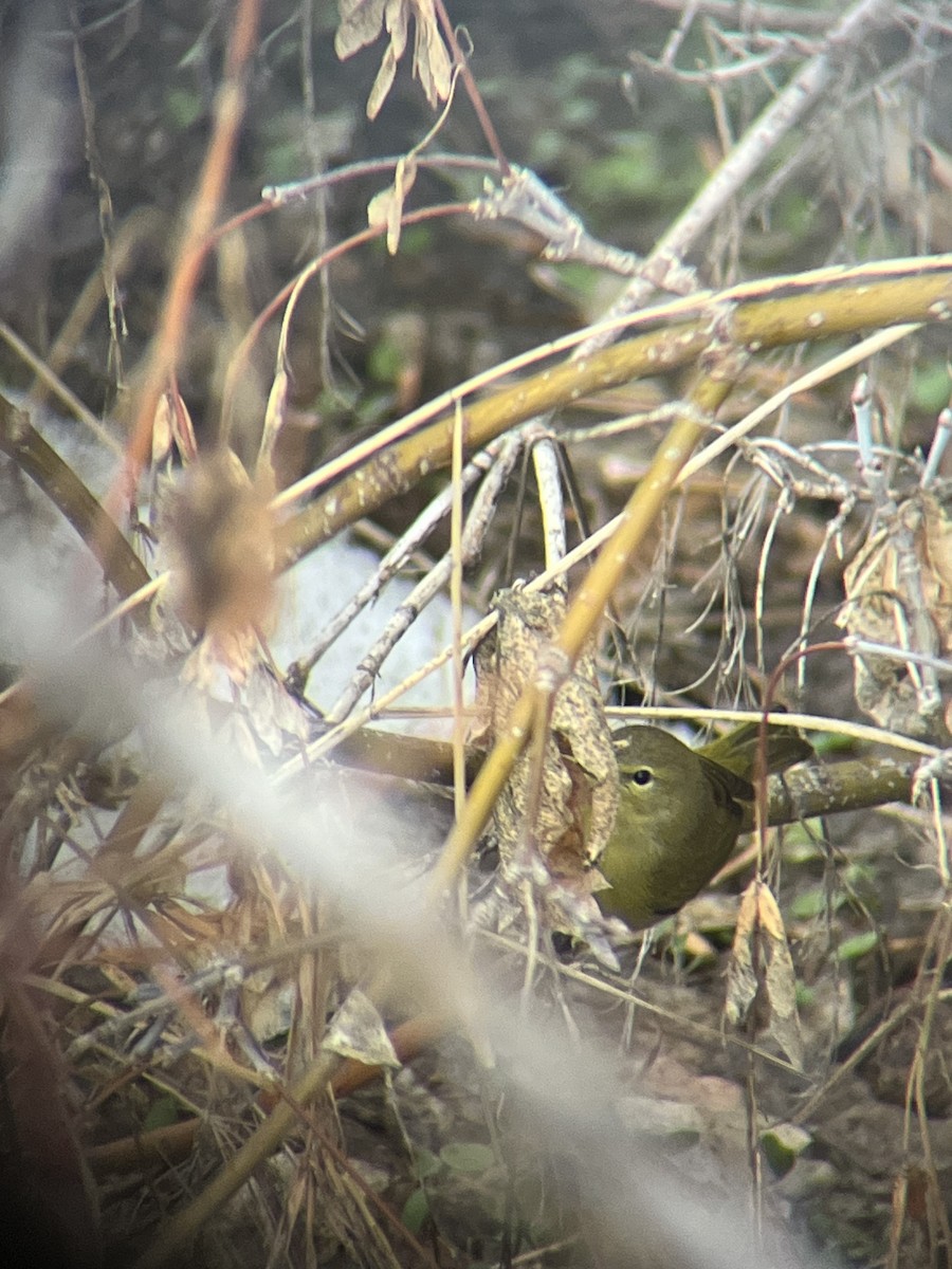 Orange-crowned Warbler - ML613781984