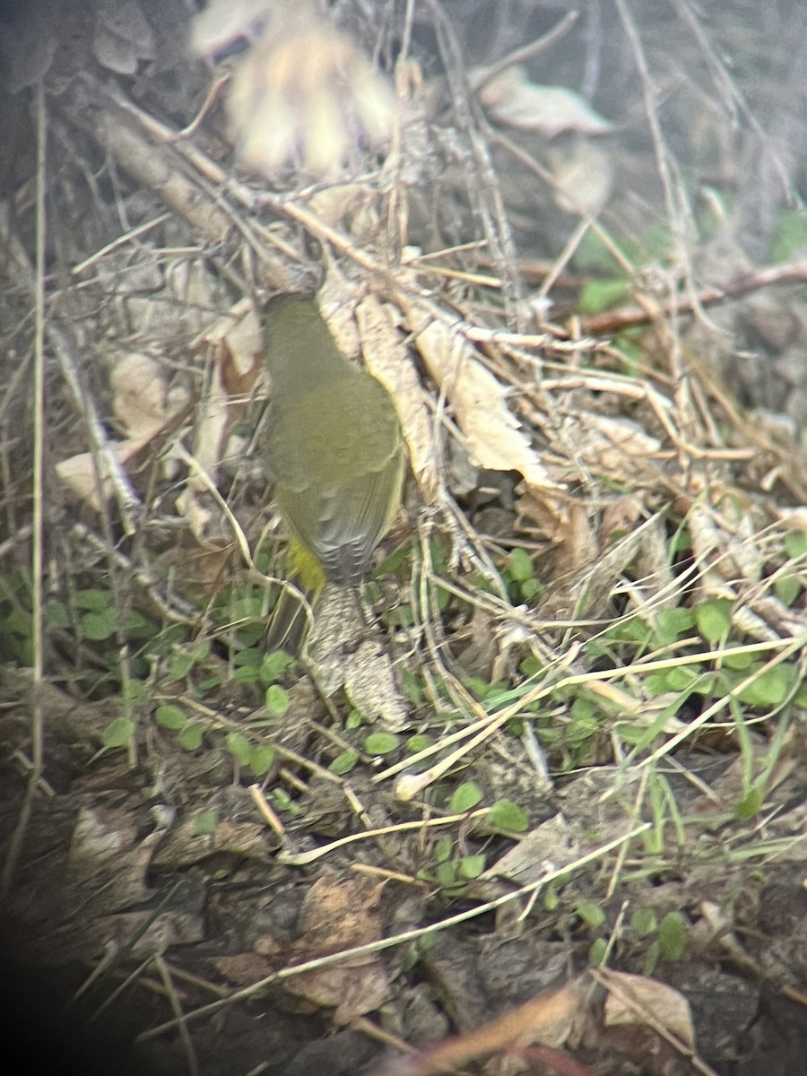 Orange-crowned Warbler - ML613781988