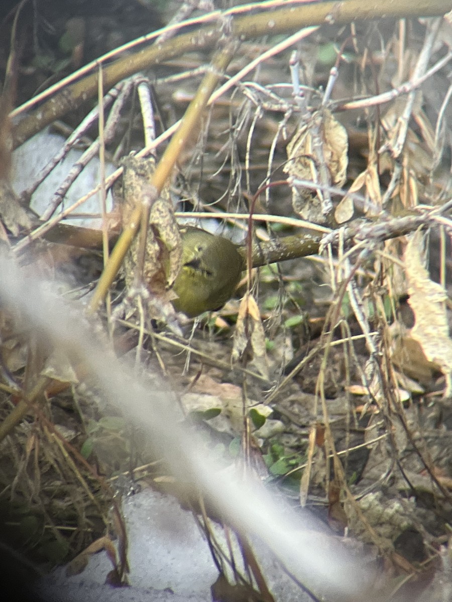 Orange-crowned Warbler - ML613781991