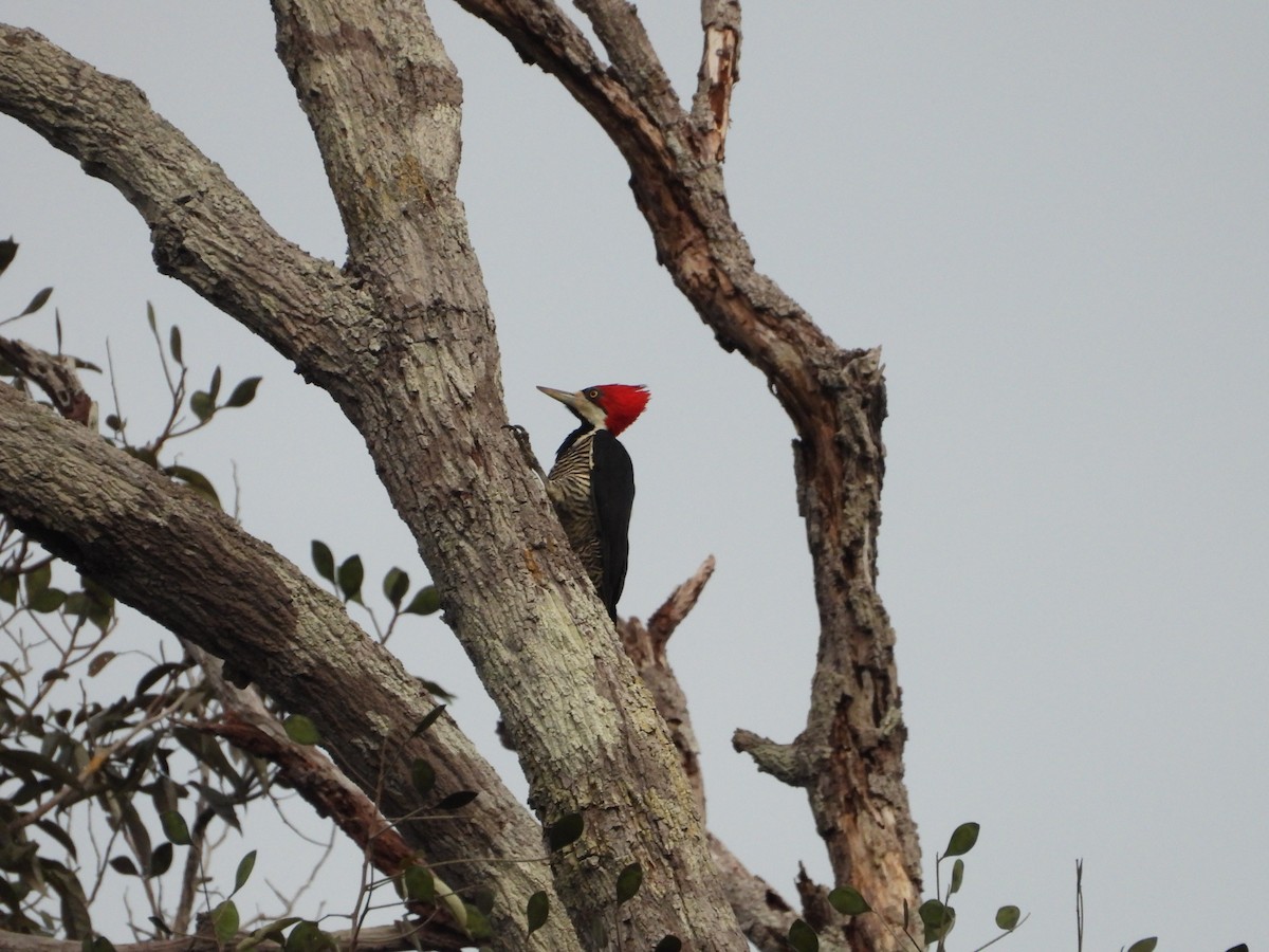 Crimson-crested Woodpecker - Maddie  Pearson