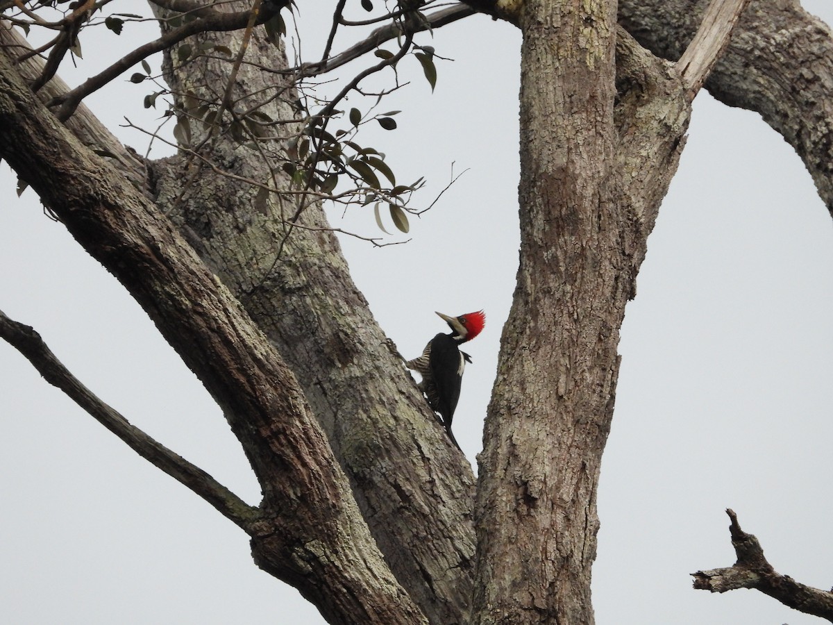 Crimson-crested Woodpecker - Maddie  Pearson