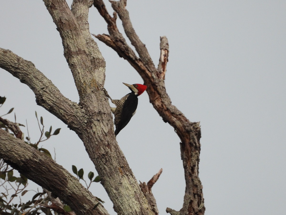 Crimson-crested Woodpecker - Maddie  Pearson