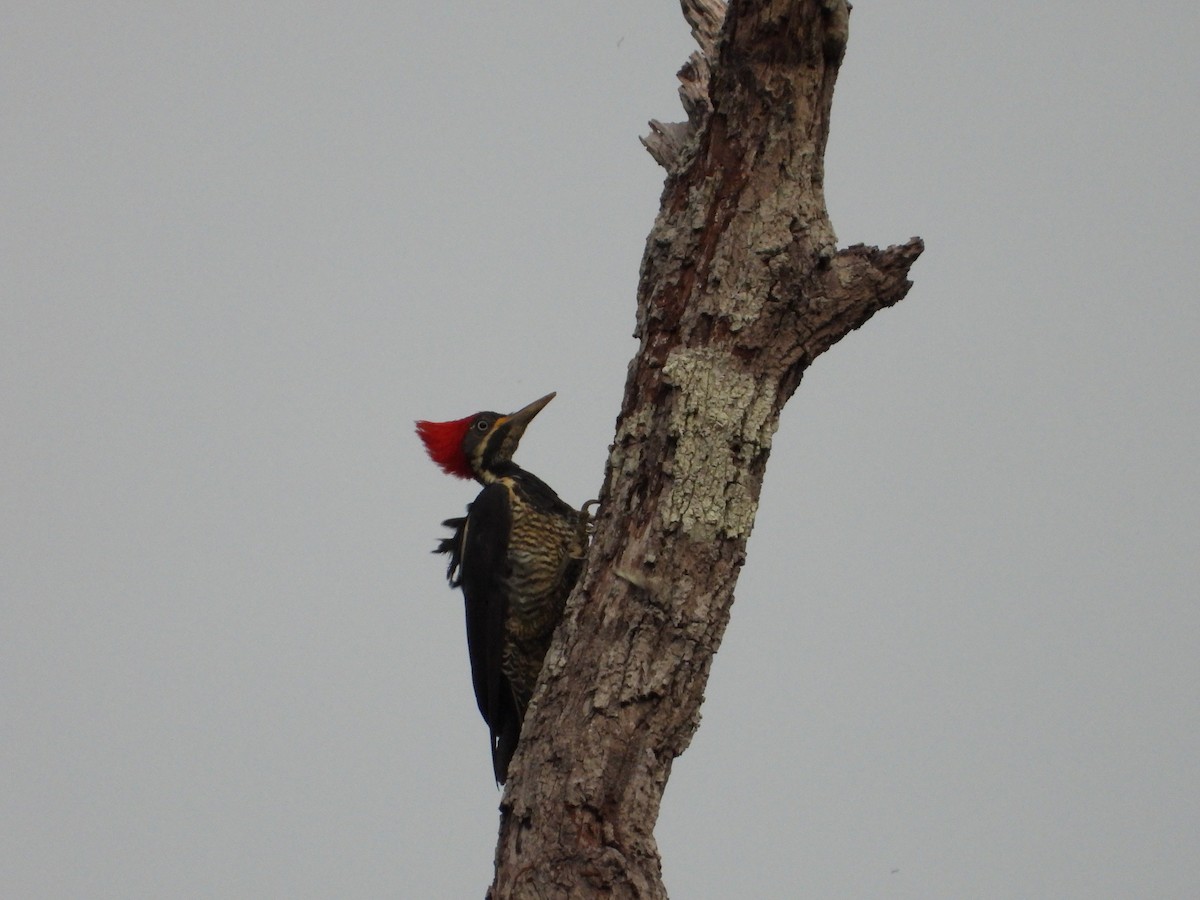 Lineated Woodpecker - Maddie  Pearson
