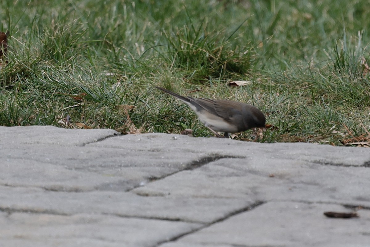 Junco Ojioscuro - ML613782069