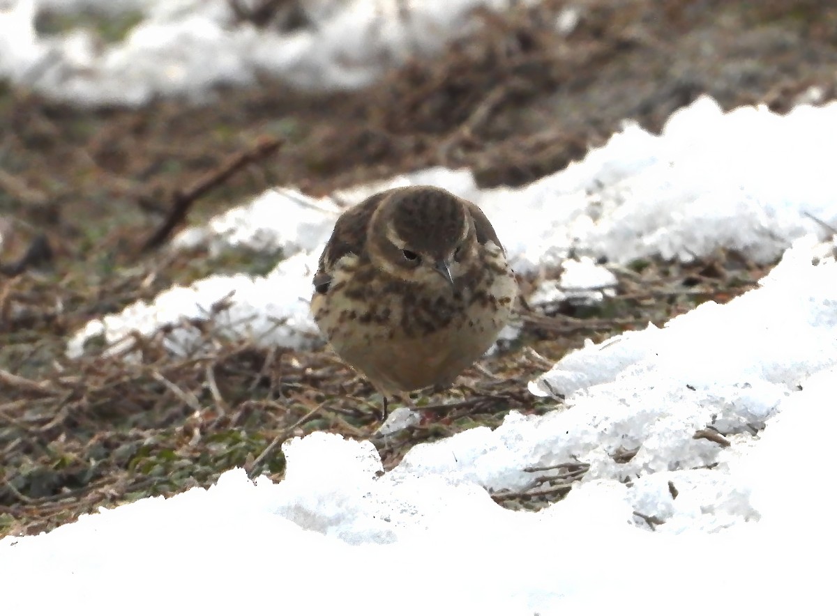 American Pipit - ML613782111