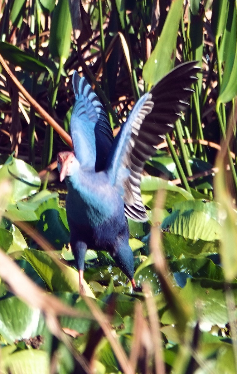 Gray-headed Swamphen - ML613782128