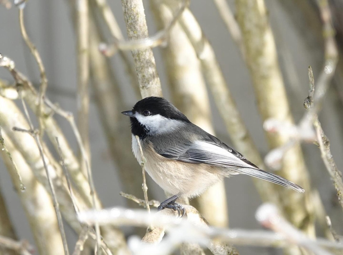 Black-capped Chickadee - Sutirtha Lahiri