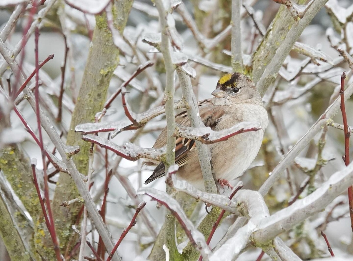 Bruant à couronne dorée - ML613782172