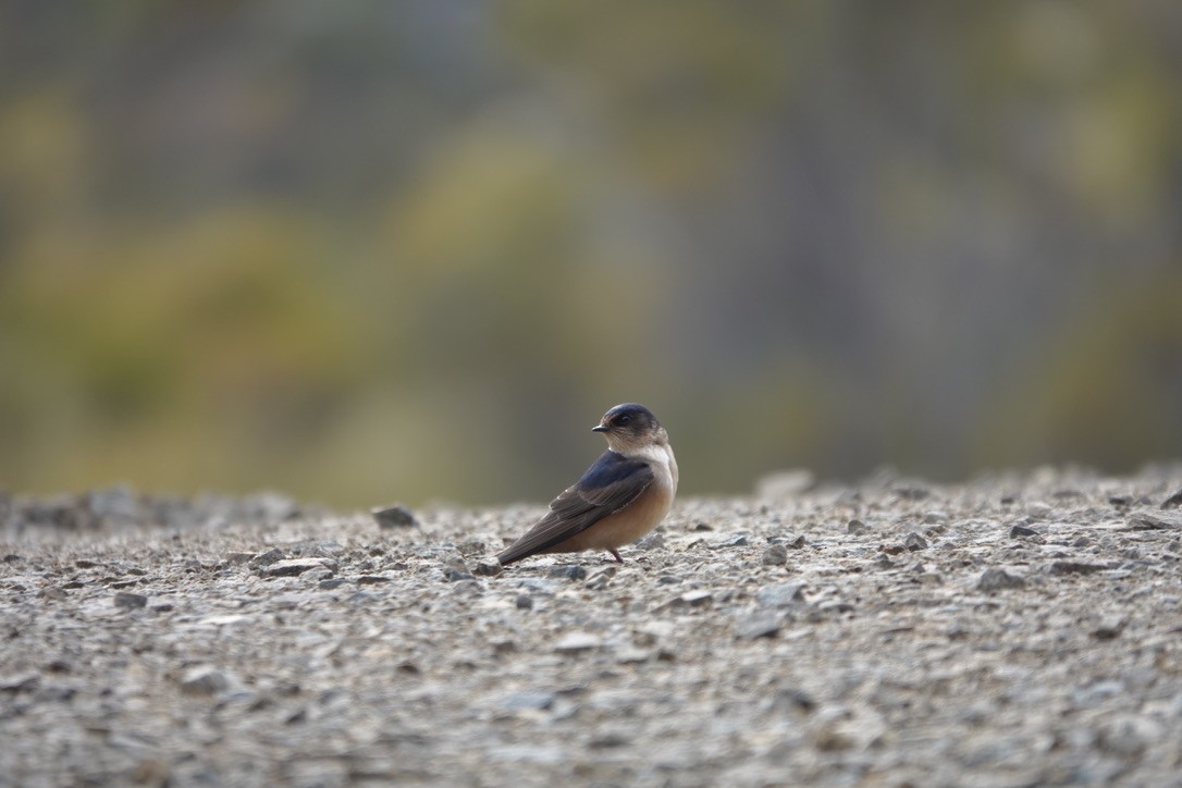 Golondrina Australiana - ML613782242