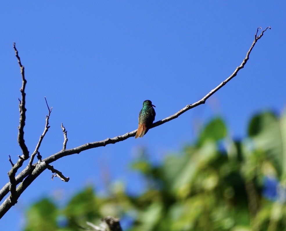 Rufous-tailed Hummingbird - linda kleinhenz