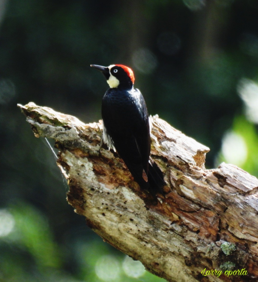 Acorn Woodpecker - ML613782271