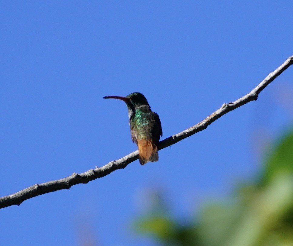 Rufous-tailed Hummingbird - linda kleinhenz