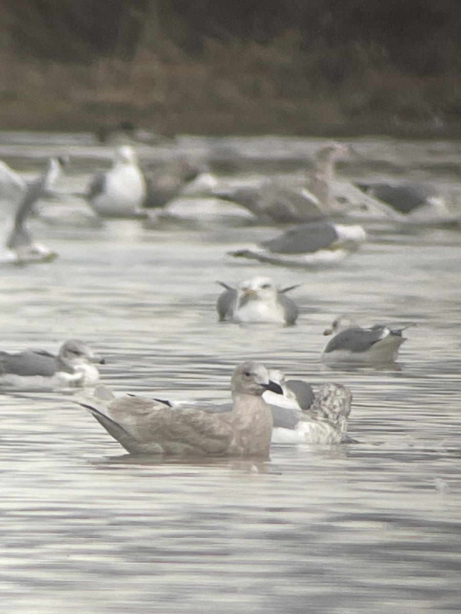 Gaviota de Bering - ML613782347