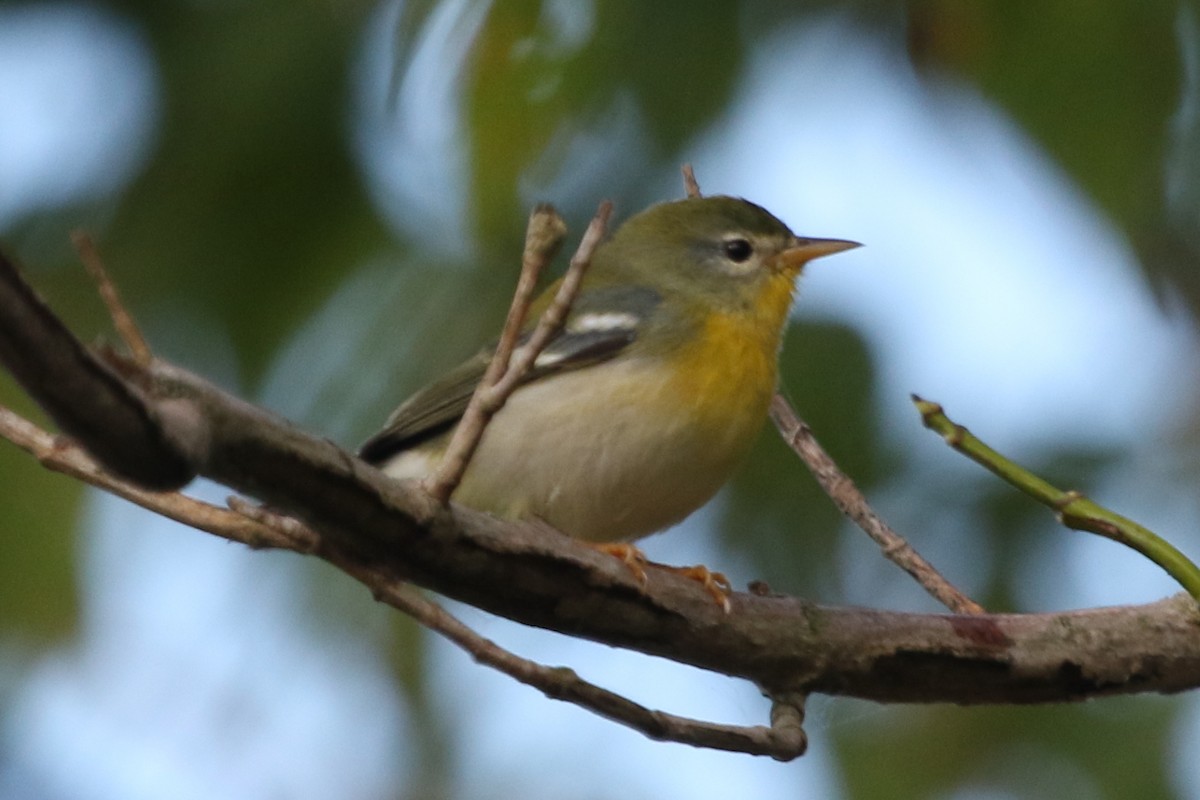 Northern Parula - Jeffrey Blalock