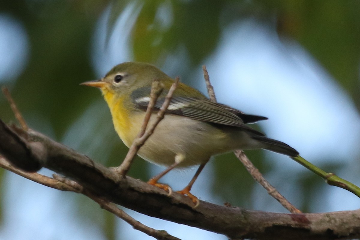 Northern Parula - Jeffrey Blalock