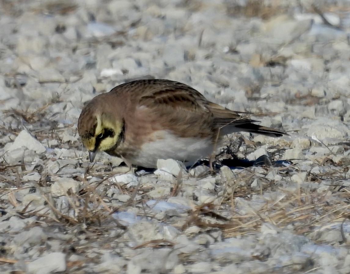 Horned Lark - Susan Lamberts