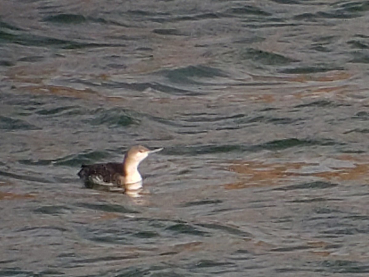 Red-throated Loon - ML613782436