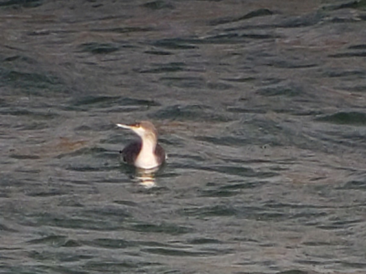 Red-throated Loon - Eugene Huryn