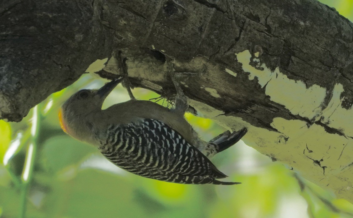 Hoffmann's Woodpecker - linda kleinhenz