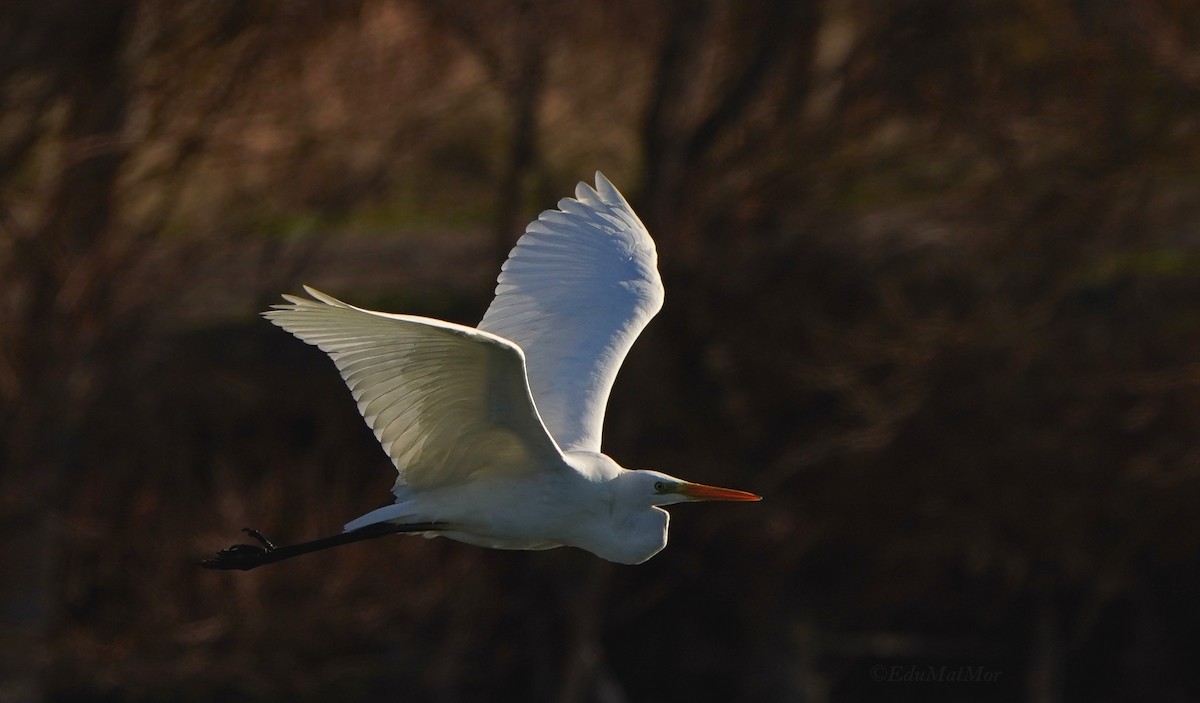 Great Egret - ML613782469