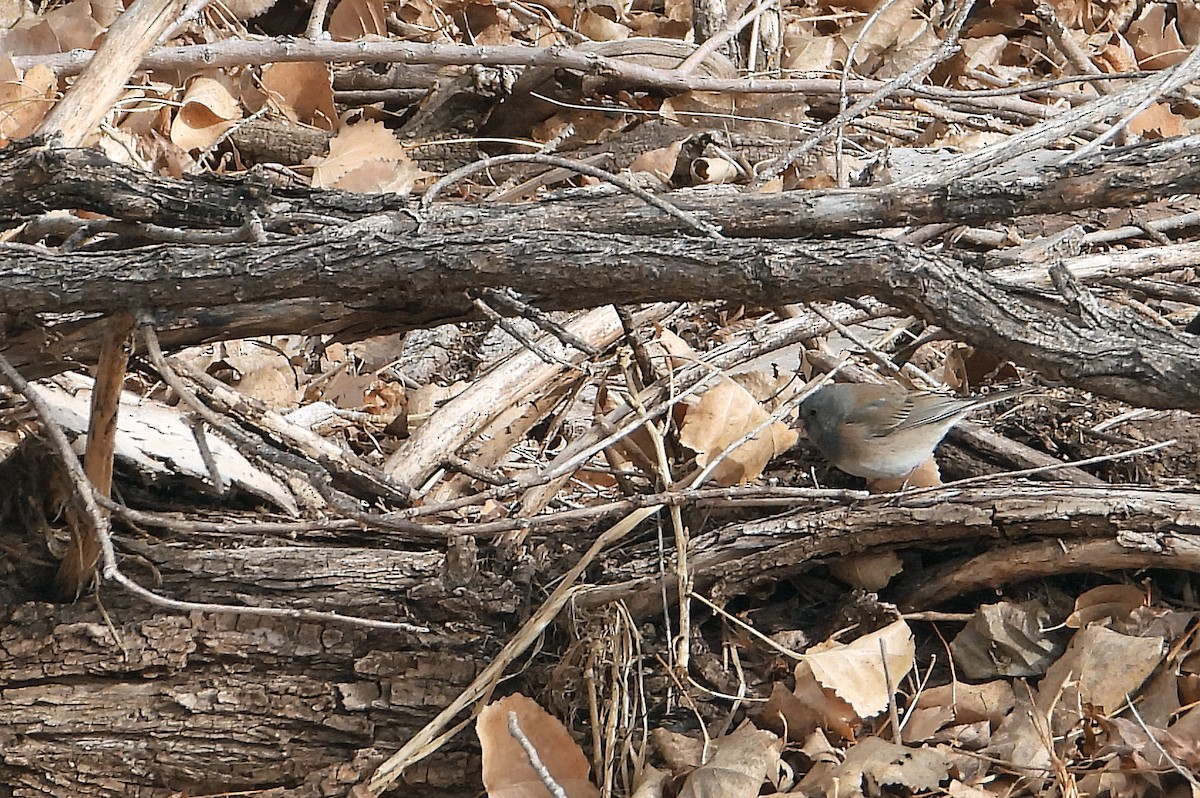 Dark-eyed Junco - ML613782474