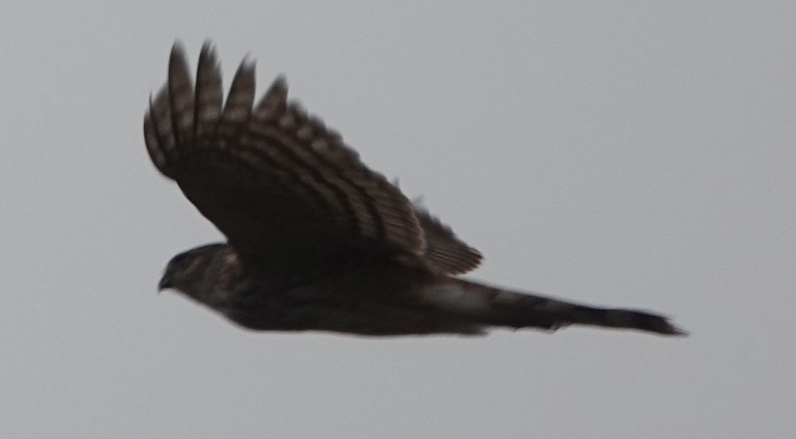 Sharp-shinned Hawk - ML613782493