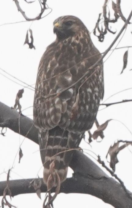 Red-shouldered Hawk - ML613782512