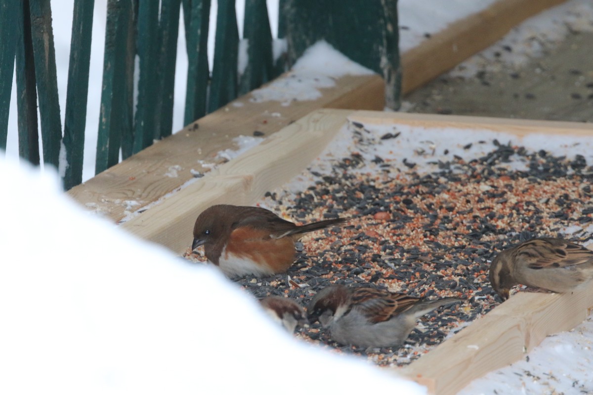 Eastern Towhee - ML613782513