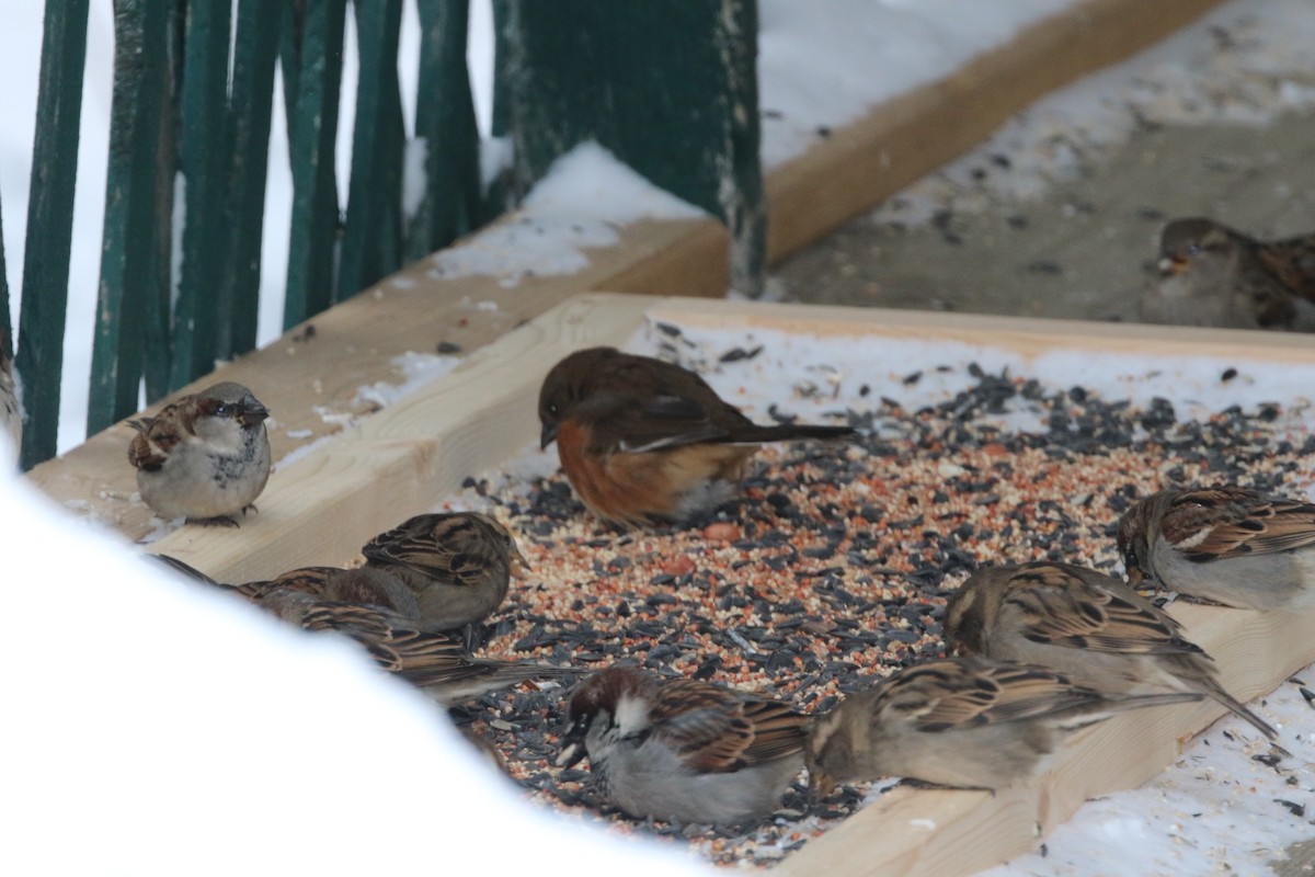 Eastern Towhee - ML613782530