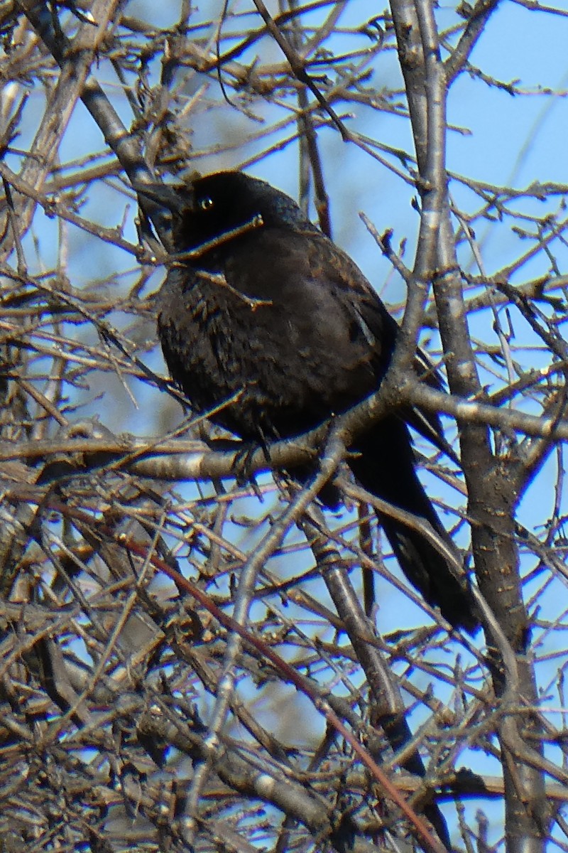 Common Grackle - ML613782578