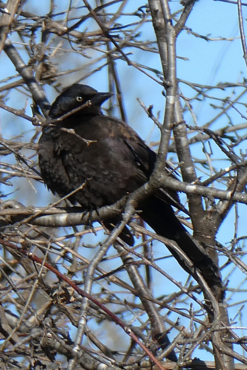 Common Grackle - ML613782592