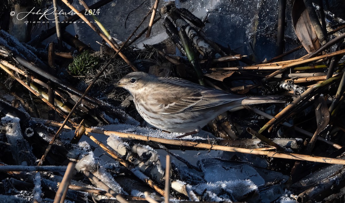 Water Pipit - John George Richardson