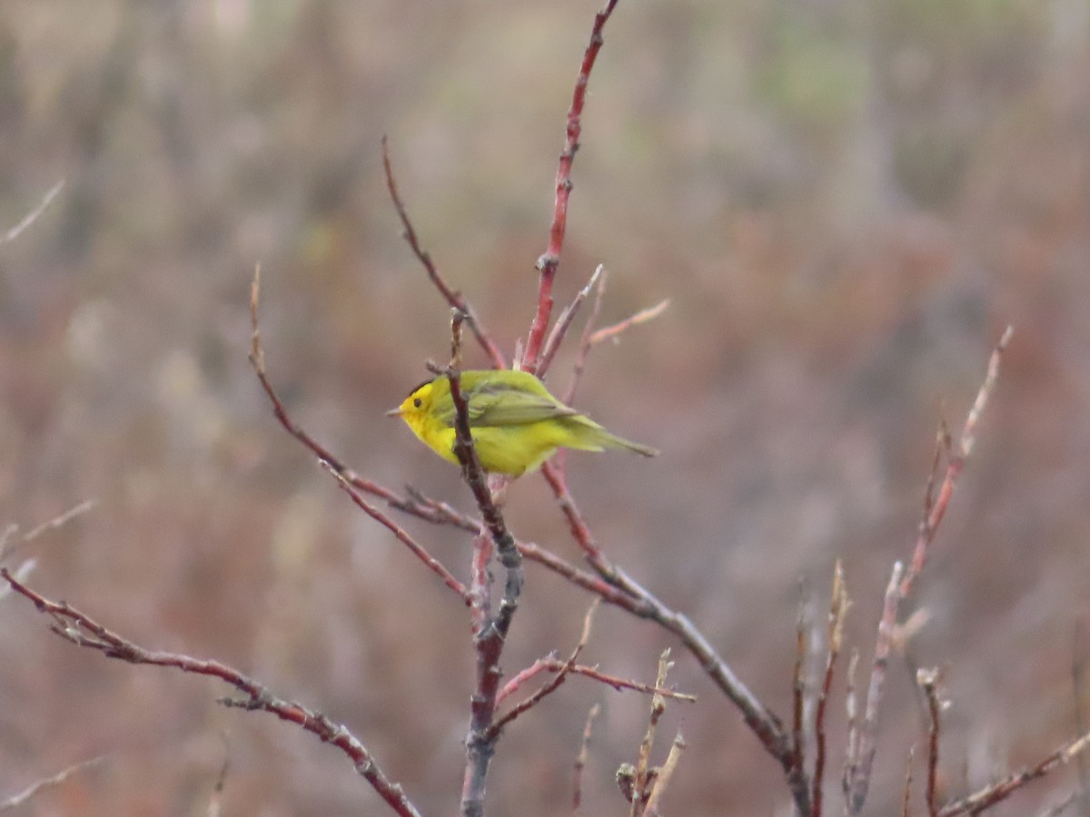 Wilson's Warbler - Michelle Sopoliga