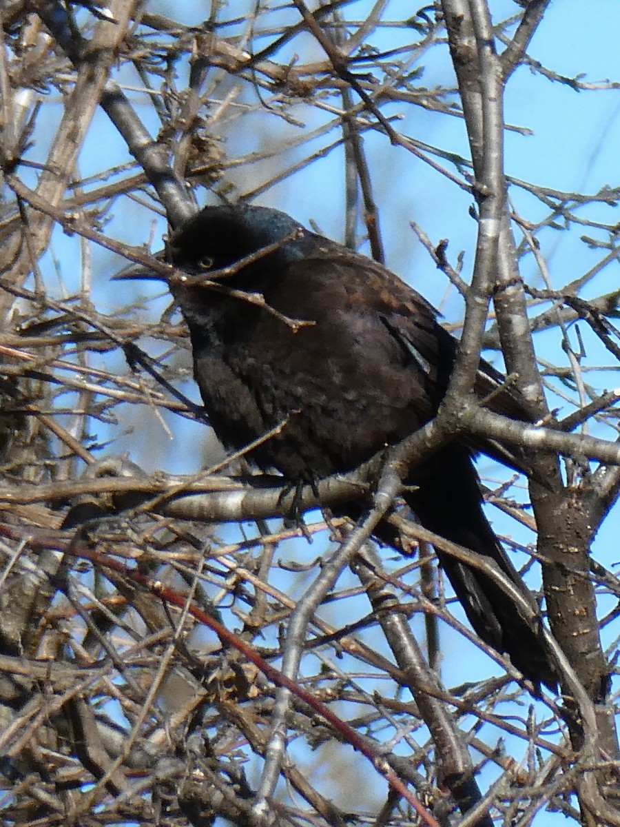 Common Grackle - ML613782612