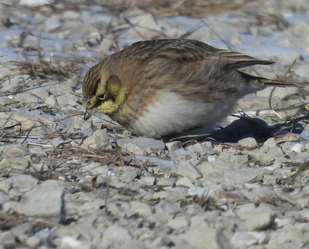 Horned Lark - Susan Lamberts