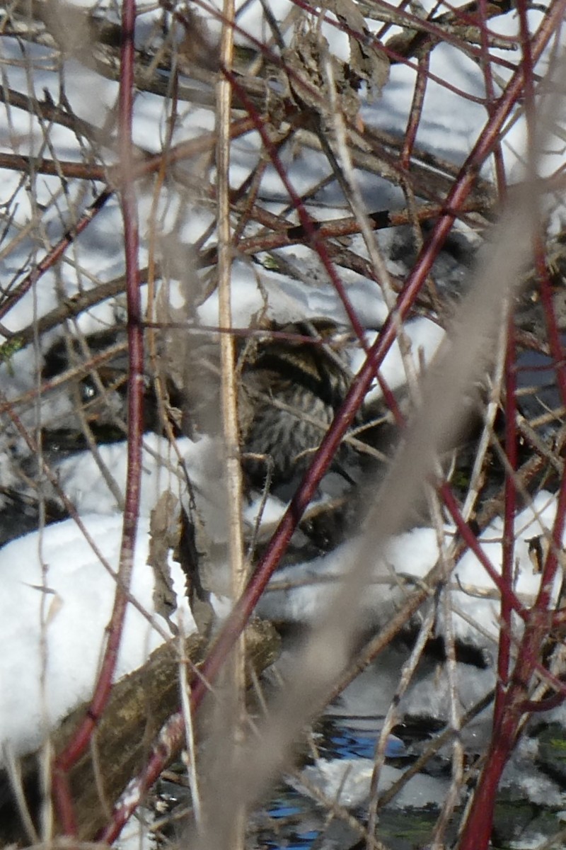 Red-winged Blackbird - ML613782634