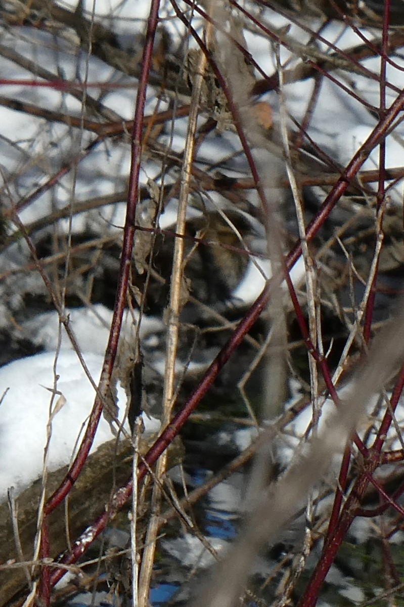 Red-winged Blackbird - ML613782647