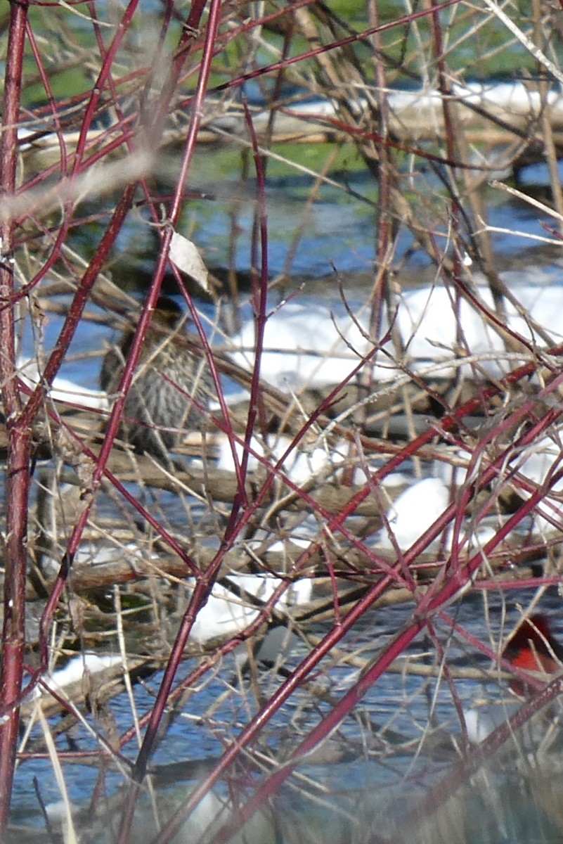 Red-winged Blackbird - K K