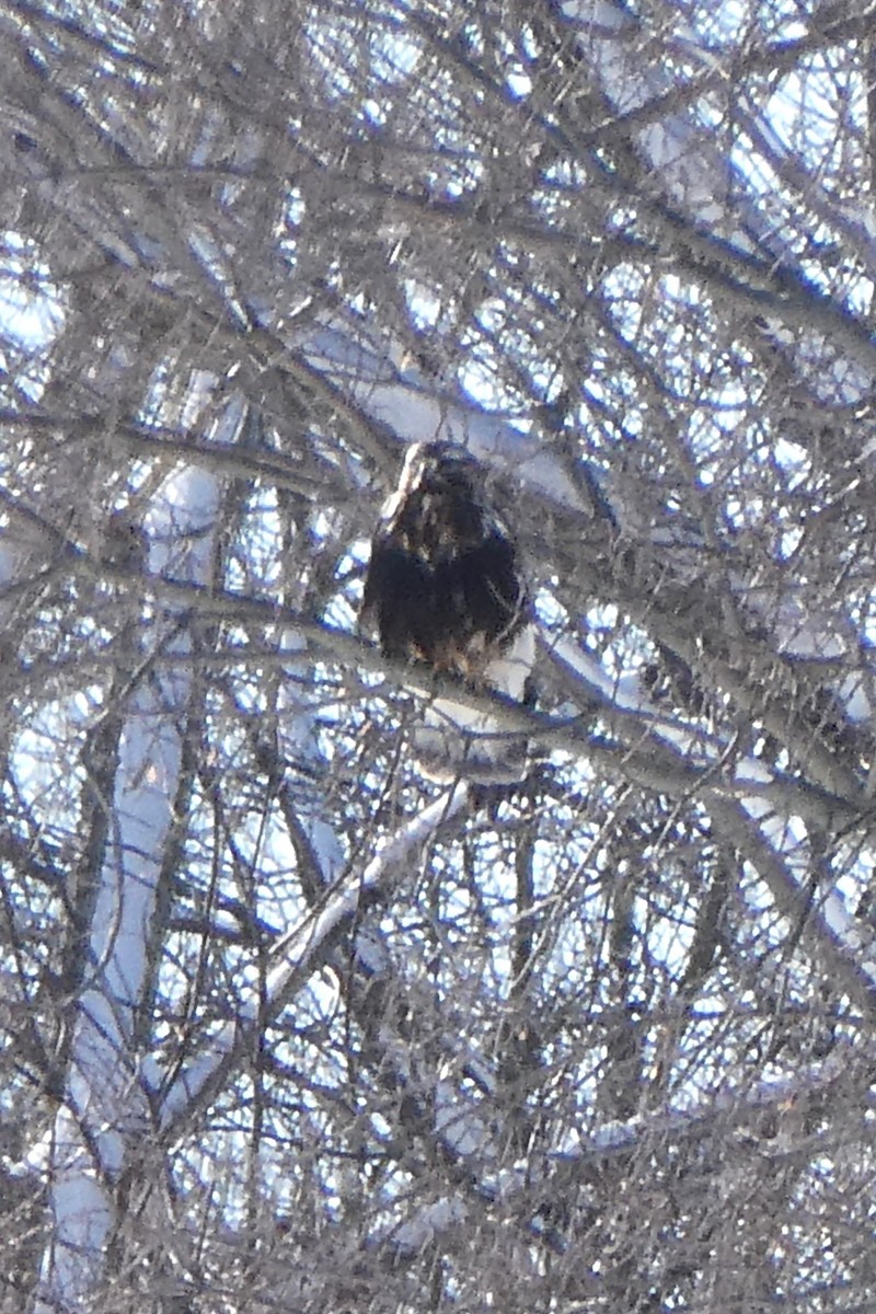 Rough-legged Hawk - ML613782679