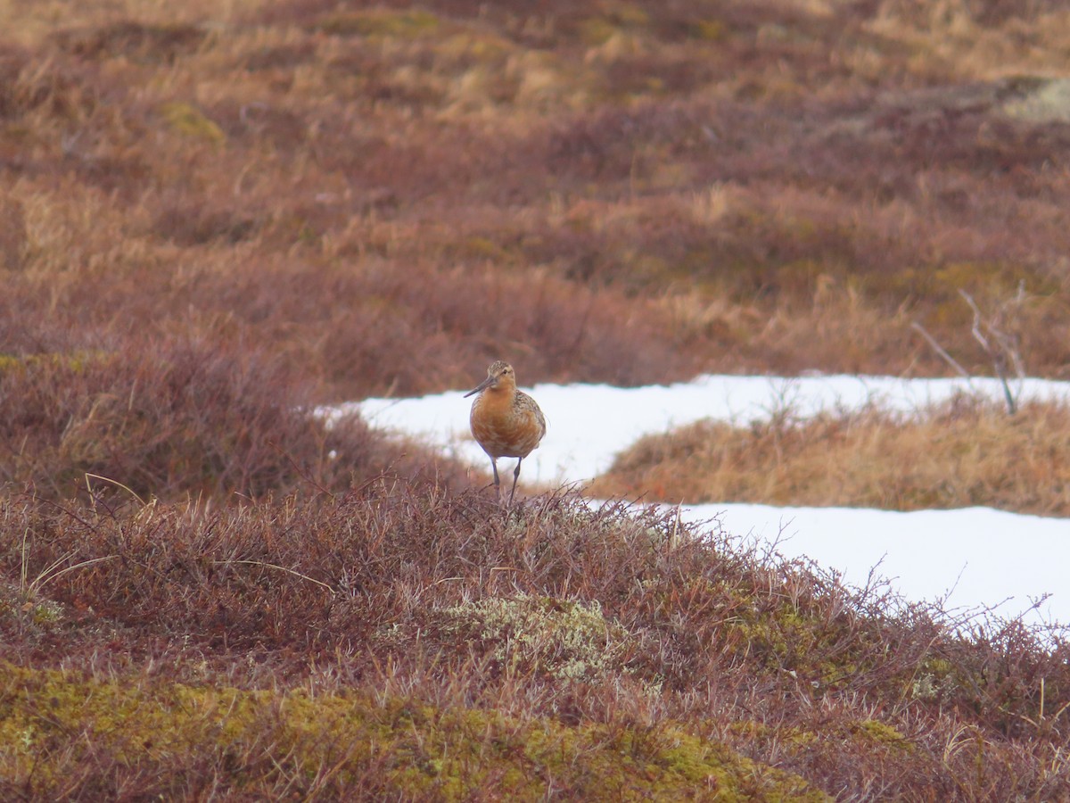 Bar-tailed Godwit - Michelle Sopoliga