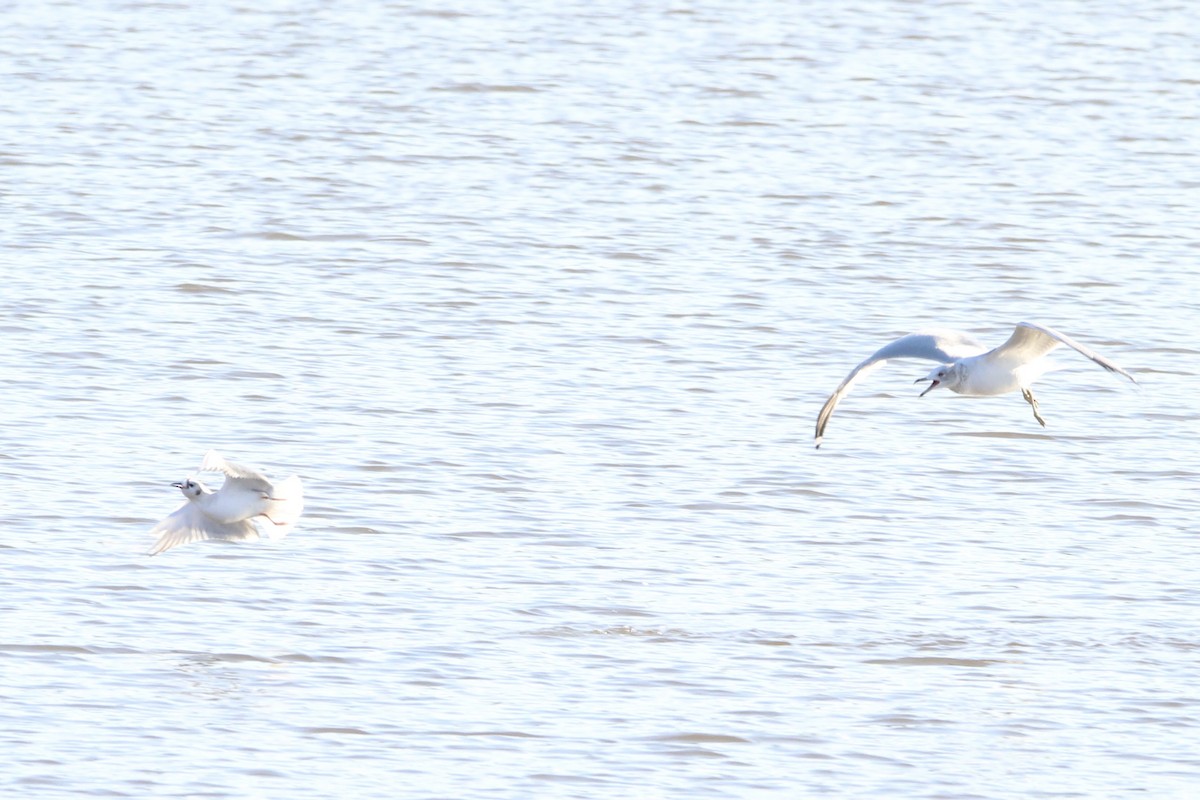 Bonaparte's Gull - ML613782936