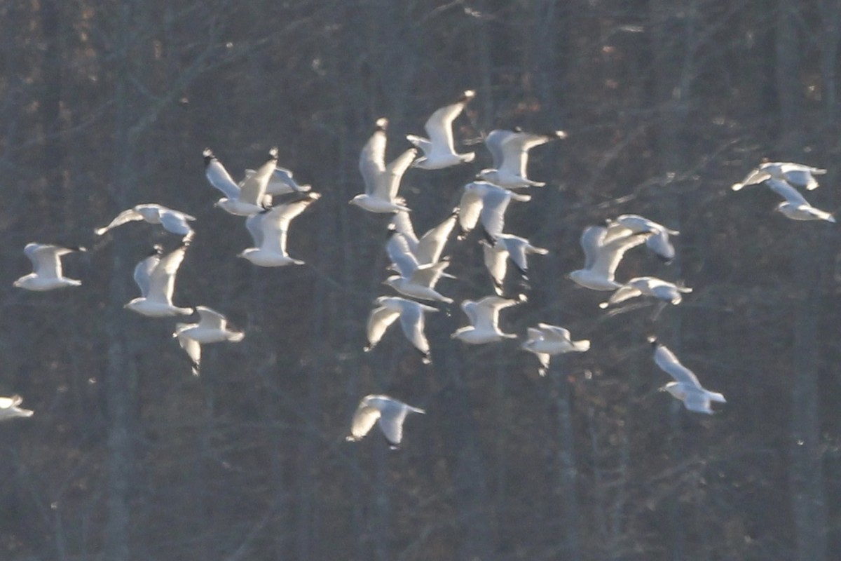 Ring-billed Gull - ML613782949