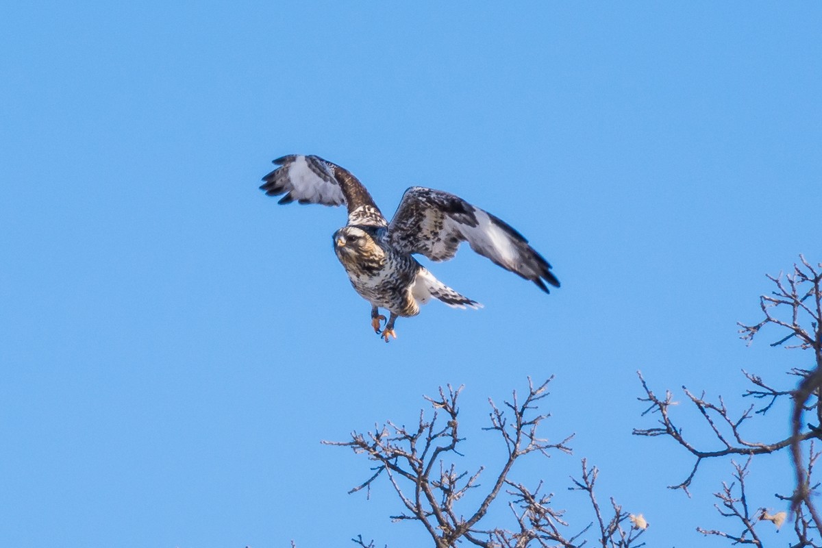 Rough-legged Hawk - ML613782994