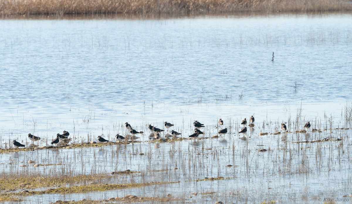 Northern Lapwing - ML613783002