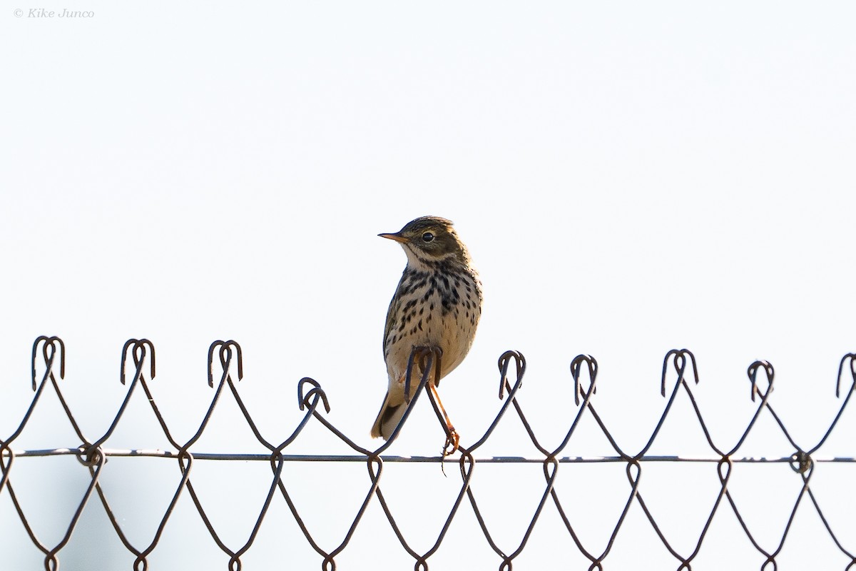 Meadow Pipit - ML613783030